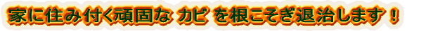 ̂ȃJŕuȂ܂Iv